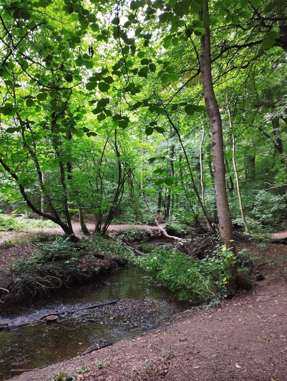 Anston Stones Wood