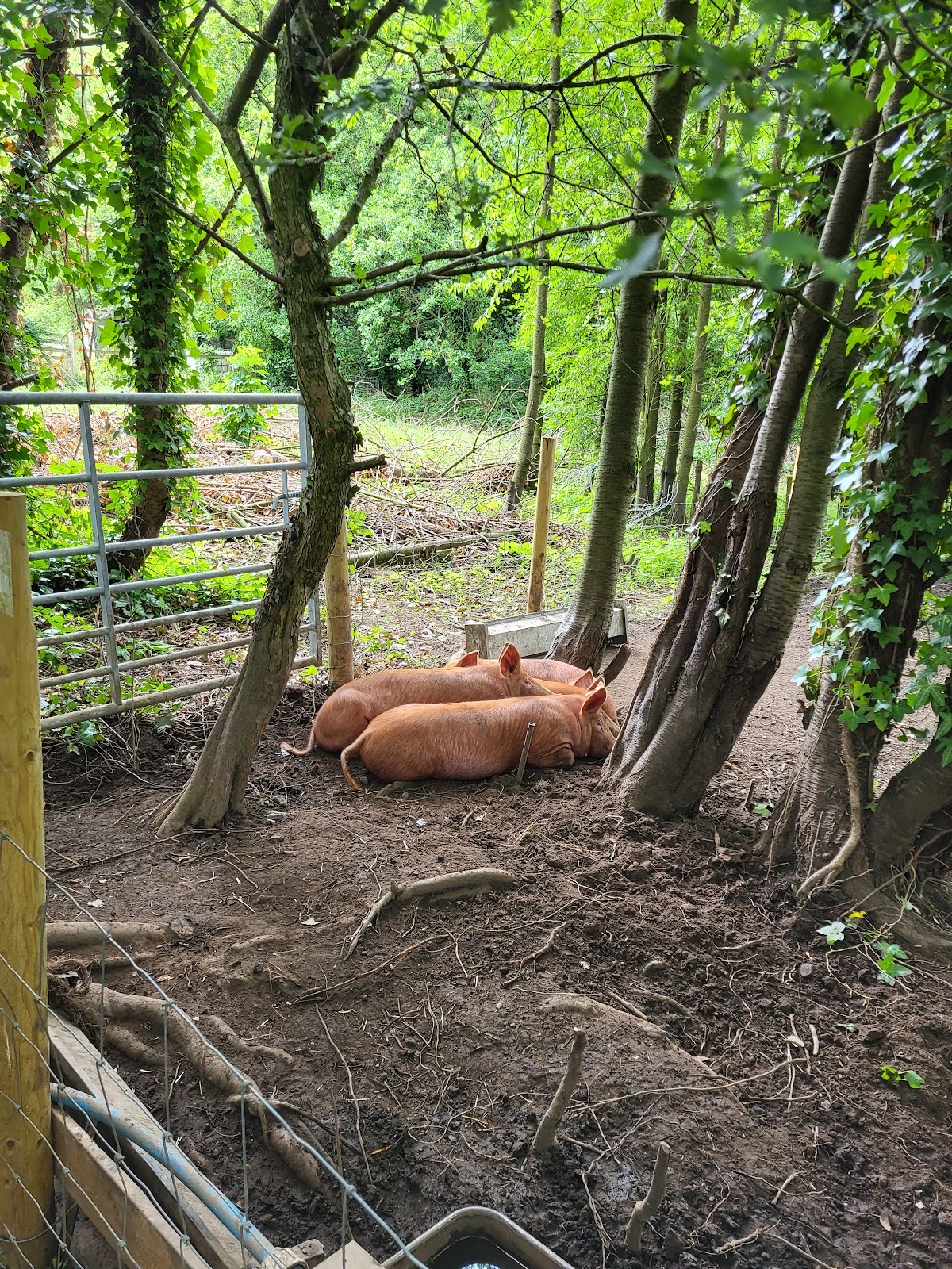 Loxley Valley Community Farm